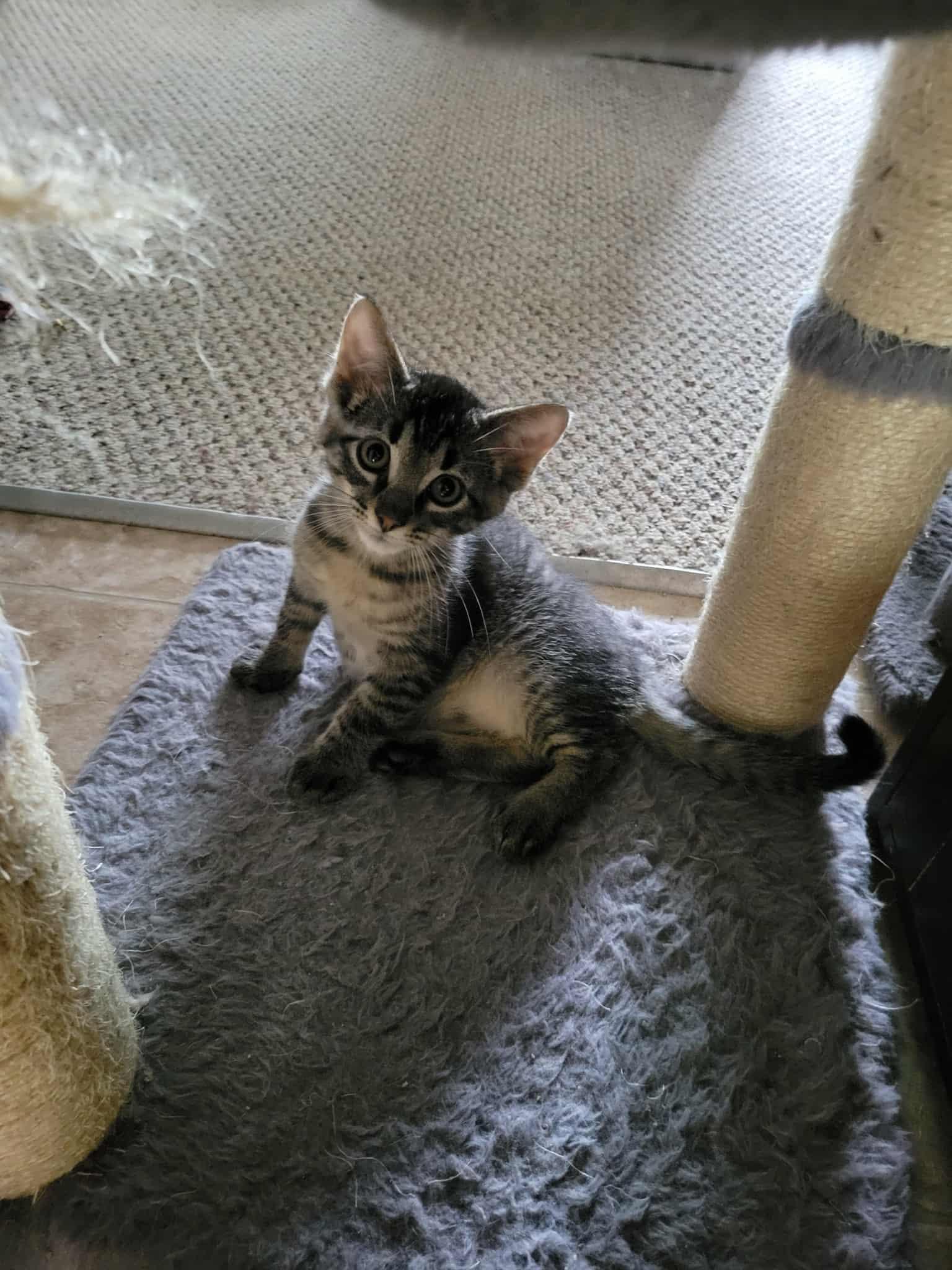 Hayden, Adoptable, Kitten Male Domestic Short Hair.