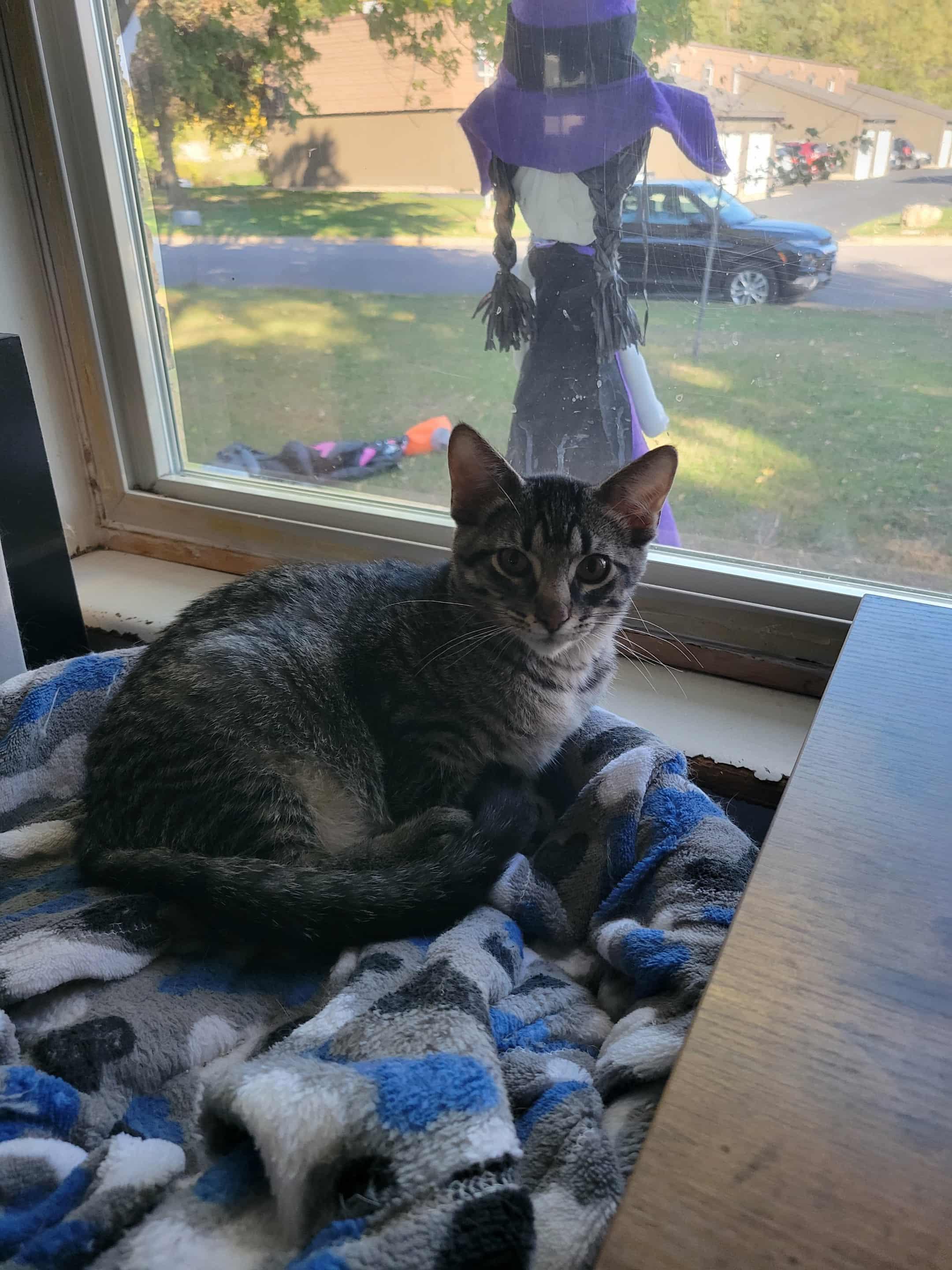 Hayden, a Adoptable Domestic Short Hair in Onalaska, WI image 6/6