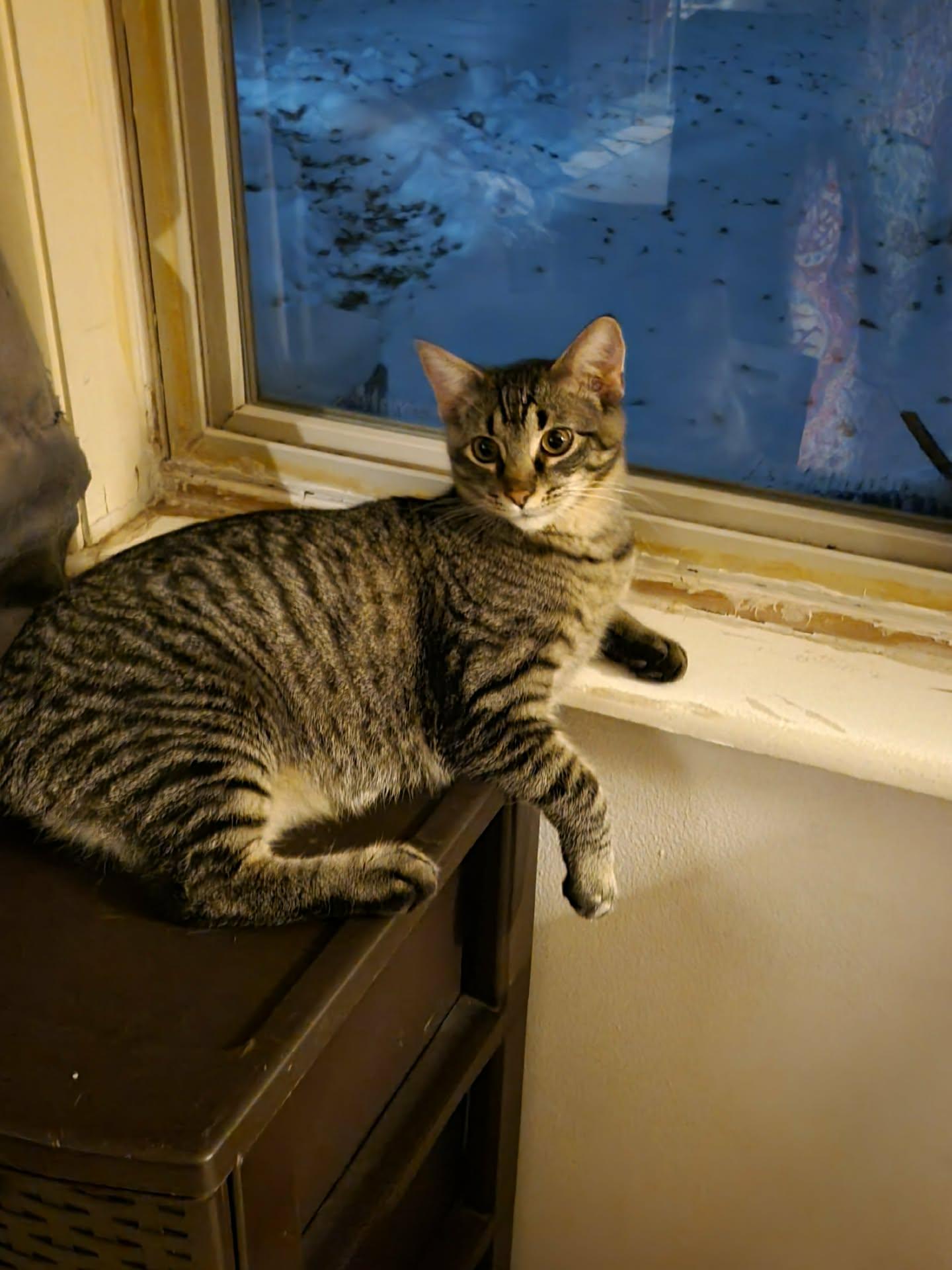 Hayden, a Adoptable Domestic Short Hair in Onalaska, WI image 2/6