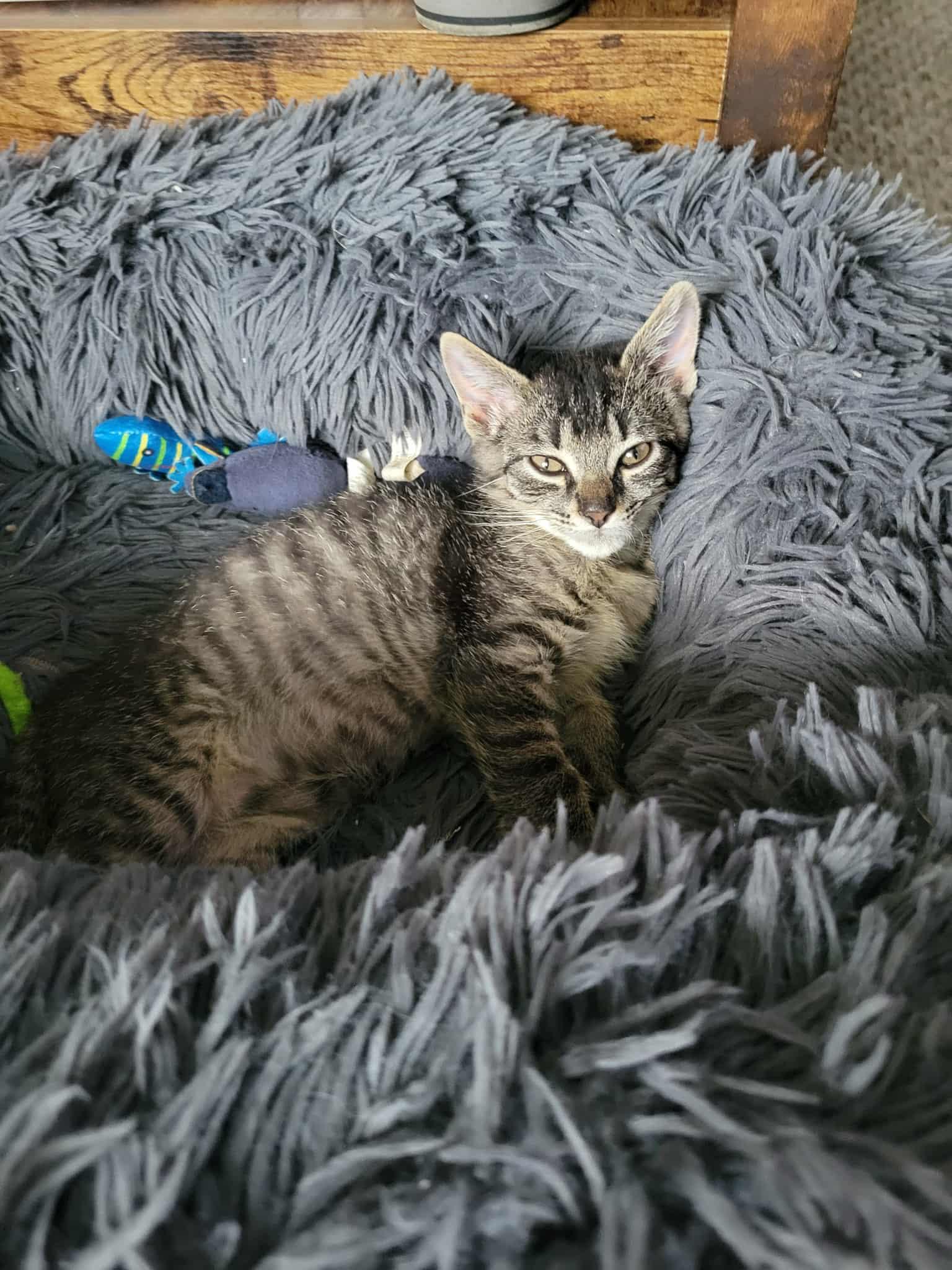 Hayden, a Adoptable Domestic Short Hair in Onalaska, WI image 5/6