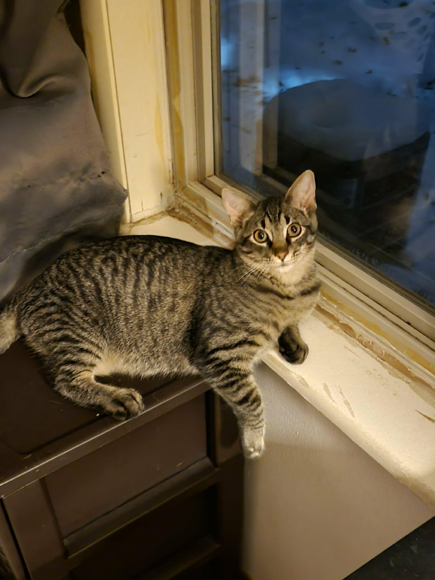 Hayden, a Adoptable Domestic Short Hair in Onalaska, WI image 3/6