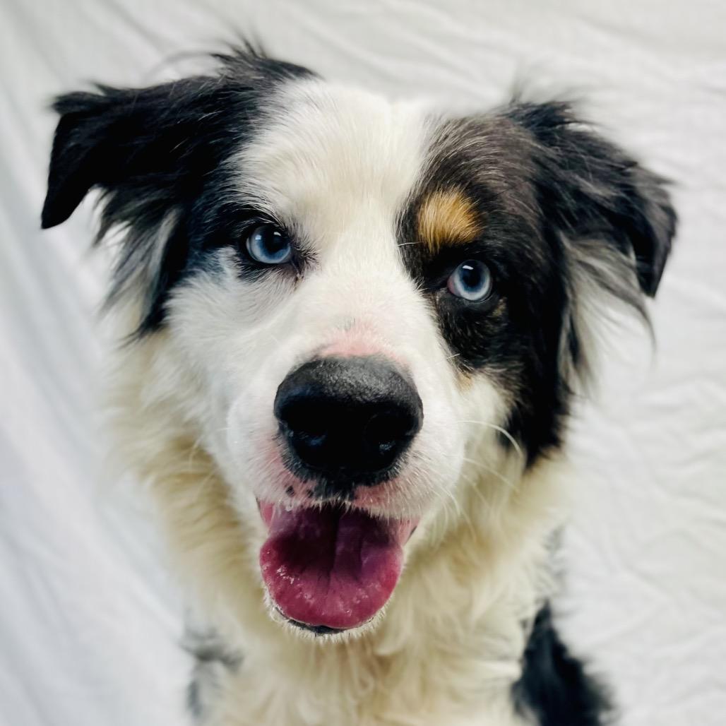 Mitch, a Adoptable Australian Shepherd in Lebanon, MO image 1/4