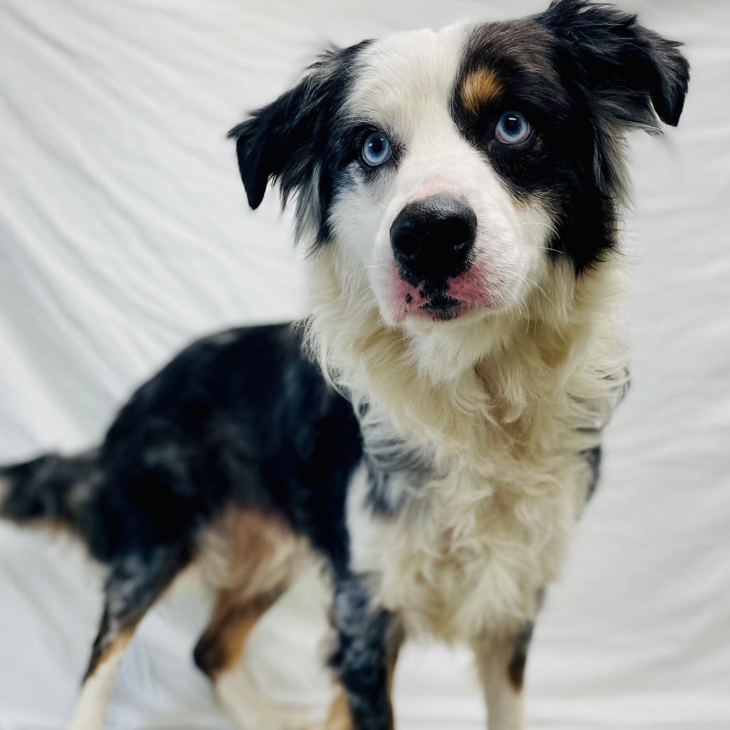 Mitch, a Adoptable Australian Shepherd in Lebanon, MO image 2/4