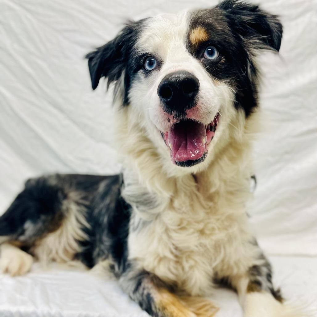 Mitch, a Adoptable Australian Shepherd in Lebanon, MO image 3/4