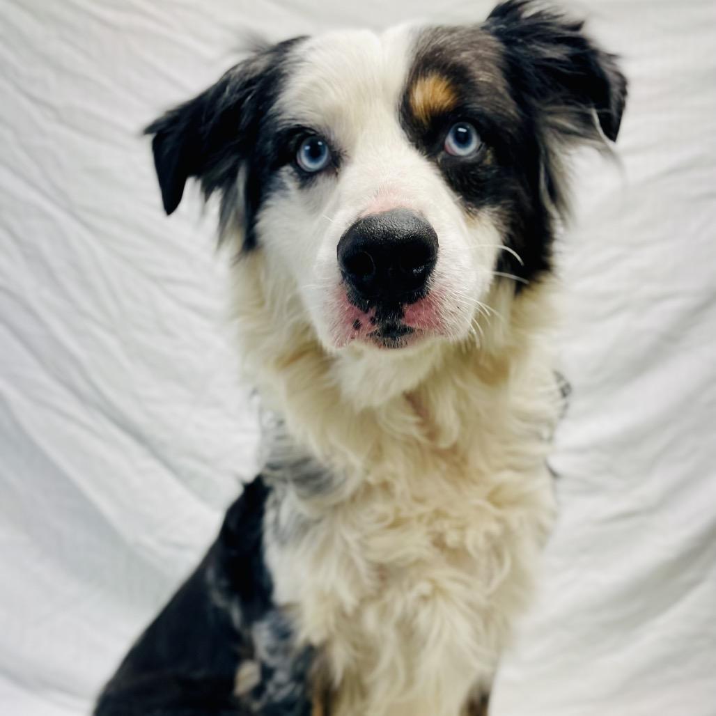 Mitch, a Adoptable Australian Shepherd in Lebanon, MO image 4/4