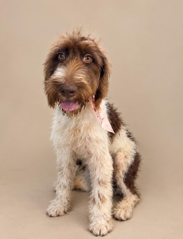 Dovey (Lady Bird), Adoptable, Puppy Female German Shorthaired Pointer & Poodle.