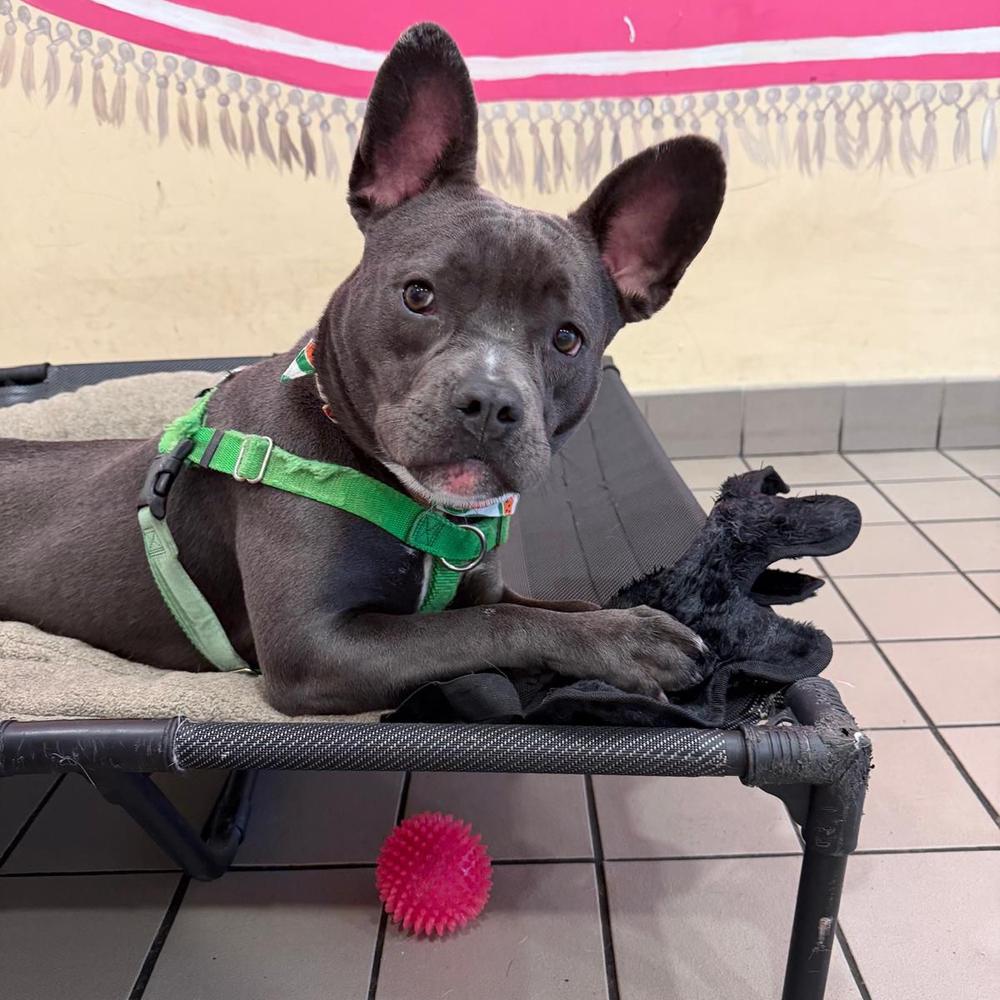 Dewey, Adoptable, Adult Female French Bulldog & Terrier.