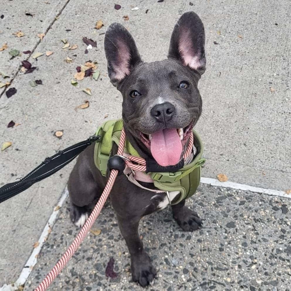 Enlarge Dewey, a Adoptable mixed breed in Long Island City, NY image 2/5