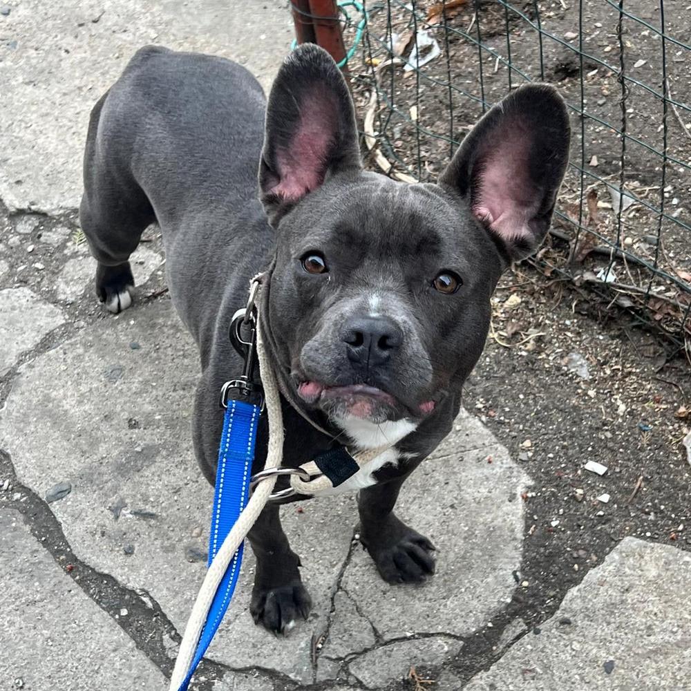 Enlarge Dewey, a Adoptable mixed breed in Long Island City, NY image 3/5