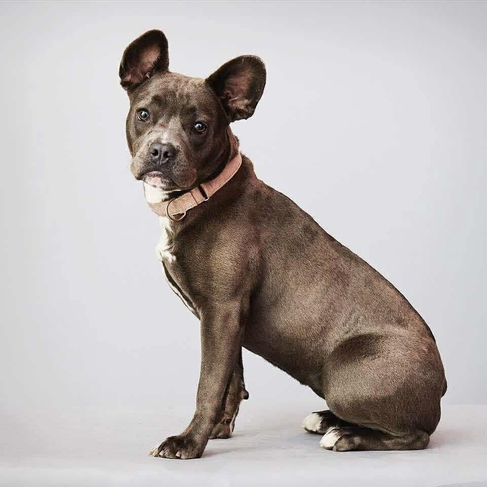 Enlarge Dewey, a Adoptable mixed breed in Long Island City, NY image 4/5