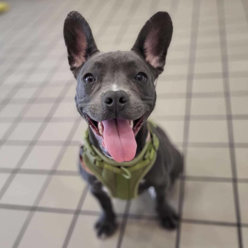 Enlarge Dewey, a Adoptable mixed breed in Long Island City, NY image 5/5