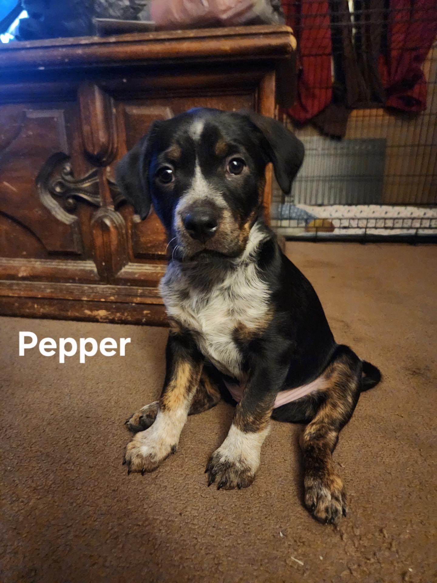 Enlarge Pepper, a Adopted mixed breed in Hardin, MT image 1/1