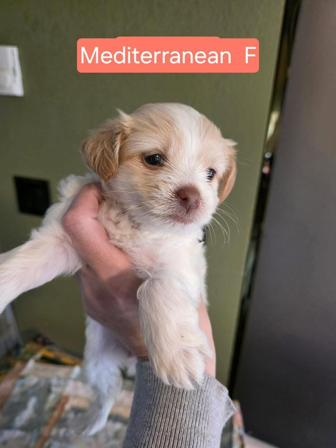 Mediterranean , ADOPTABLE, Puppy Female Poodle.