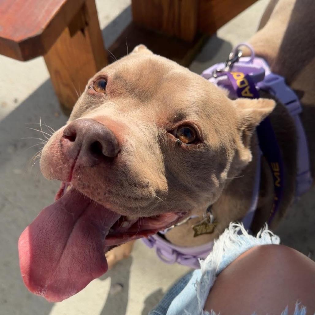 Pudding, Adoptable, Senior Female Pit Bull Terrier & Mixed Breed.