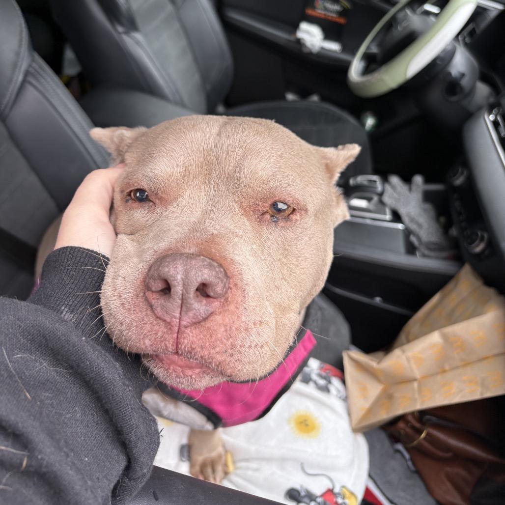 Pudding, Adoptable, Senior Female Pit Bull Terrier & Mixed Breed.