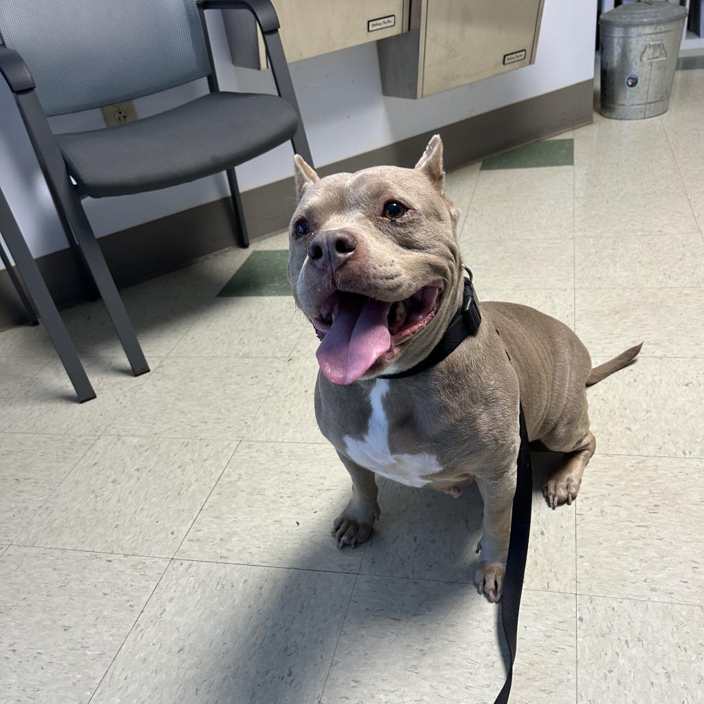 Pudding, Adoptable, Adult Female Pit Bull Terrier & Mixed Breed.