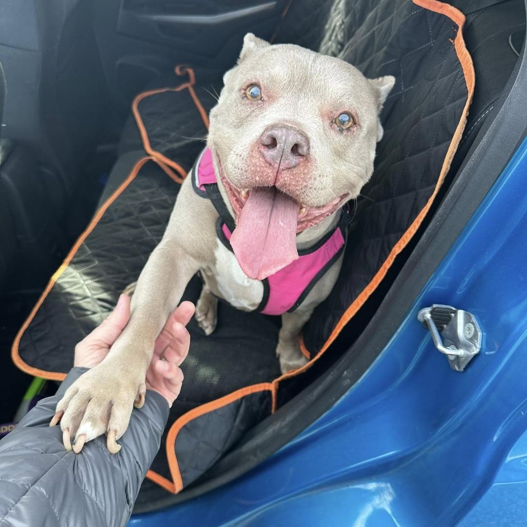 Pudding, a Adoptable mixed breed in Windsor, VA image 2/6