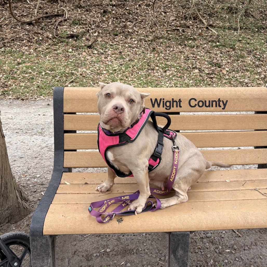 Pudding, a Adoptable mixed breed in Windsor, VA image 4/6