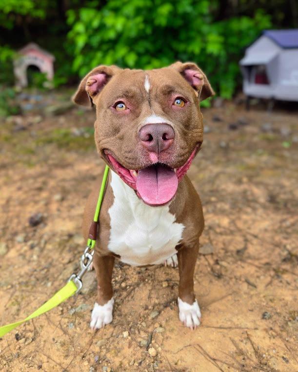 Slinky, Adoptable, Young Female Pit Bull Terrier.