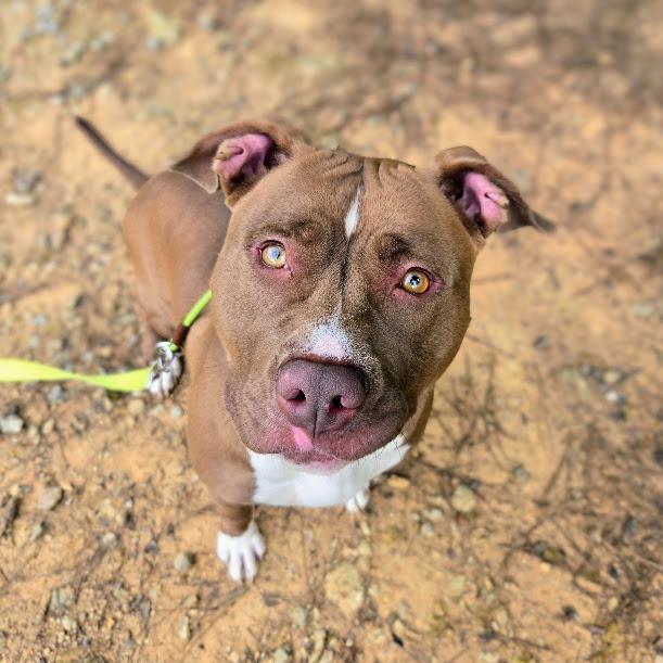 Slinky, a Adoptable Pit Bull Terrier in Douglasville, GA image 2/3
