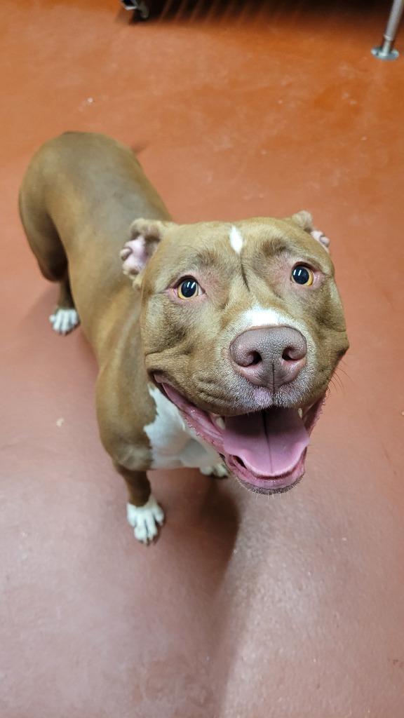 Slinky, a Adoptable Pit Bull Terrier in Douglasville, GA image 3/3