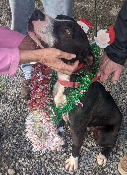 Enlarge Preston, a Adoptable mixed breed in Chesapeake, VA image 2/5