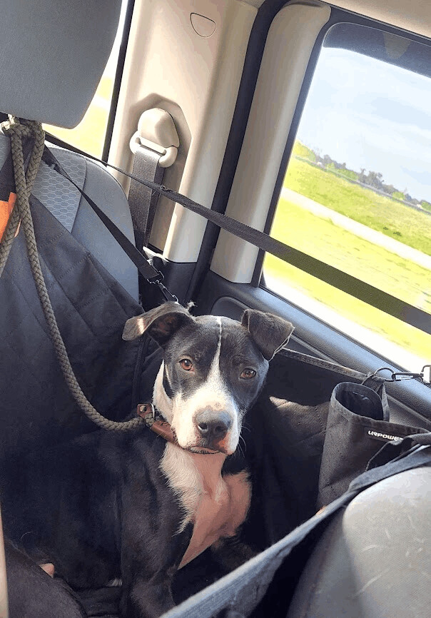 Enlarge Preston, a Adoptable mixed breed in Chesapeake, VA image 3/5