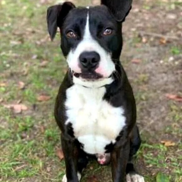 Preston, Adoptable, Young Male English Pointer & Terrier.