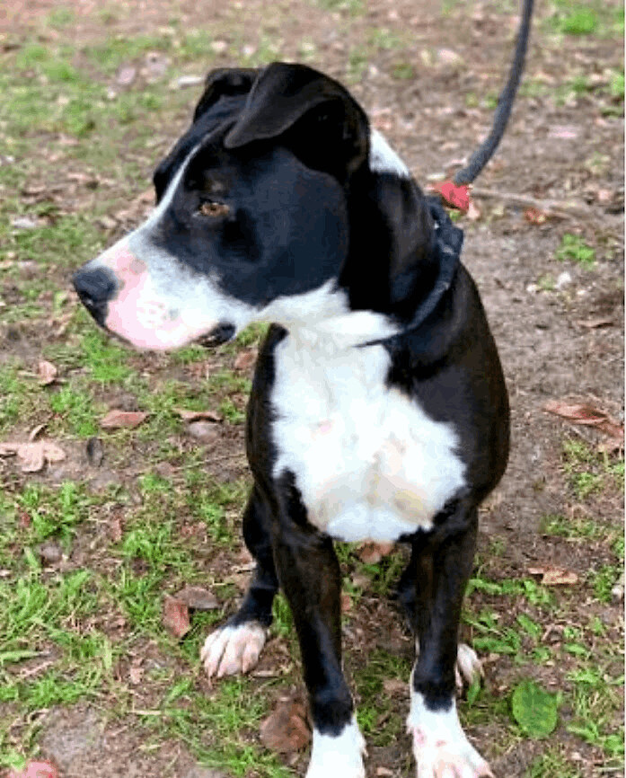 Enlarge Preston, a Adoptable mixed breed in Chesapeake, VA image 4/5