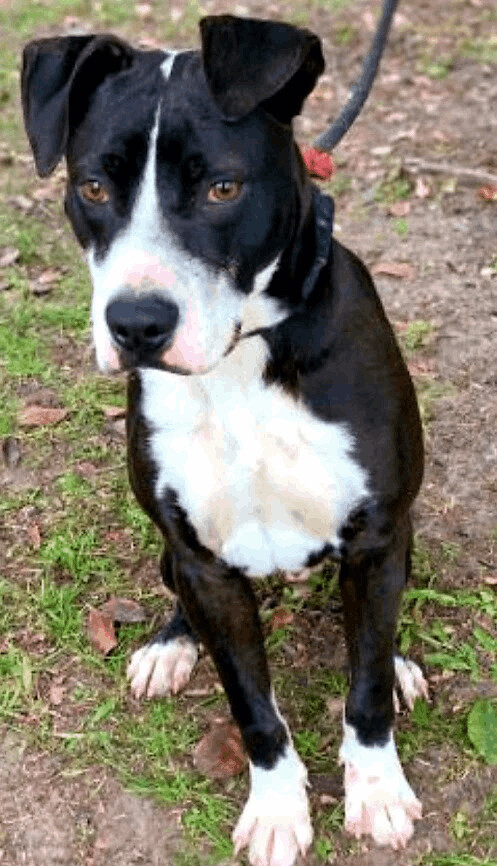 Enlarge Preston, a Adoptable mixed breed in Chesapeake, VA image 5/5