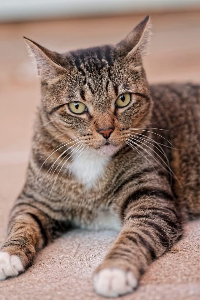 Mr Biscuit, Adoptable, Adult Male Domestic Short Hair.