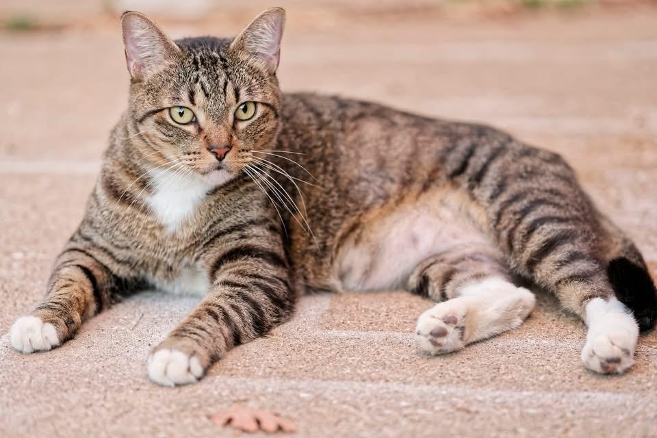 Enlarge Mr Biscuit, a Adoptable Domestic Short Hair in Tuttle, OK image 3/4