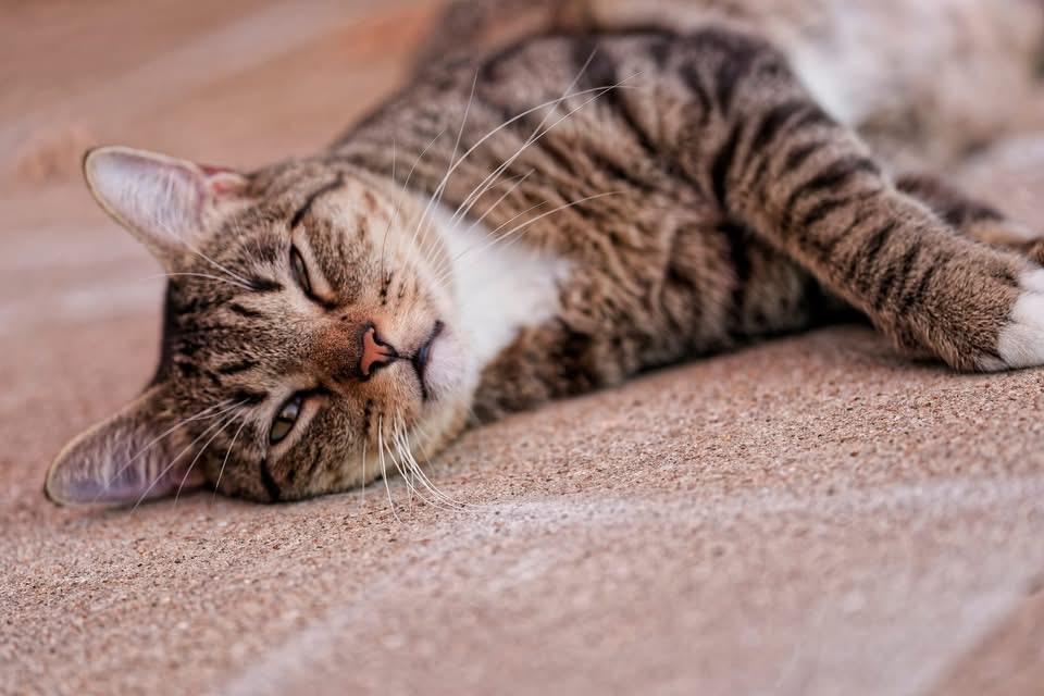 Enlarge Mr Biscuit, a Adoptable Domestic Short Hair in Tuttle, OK image 4/4