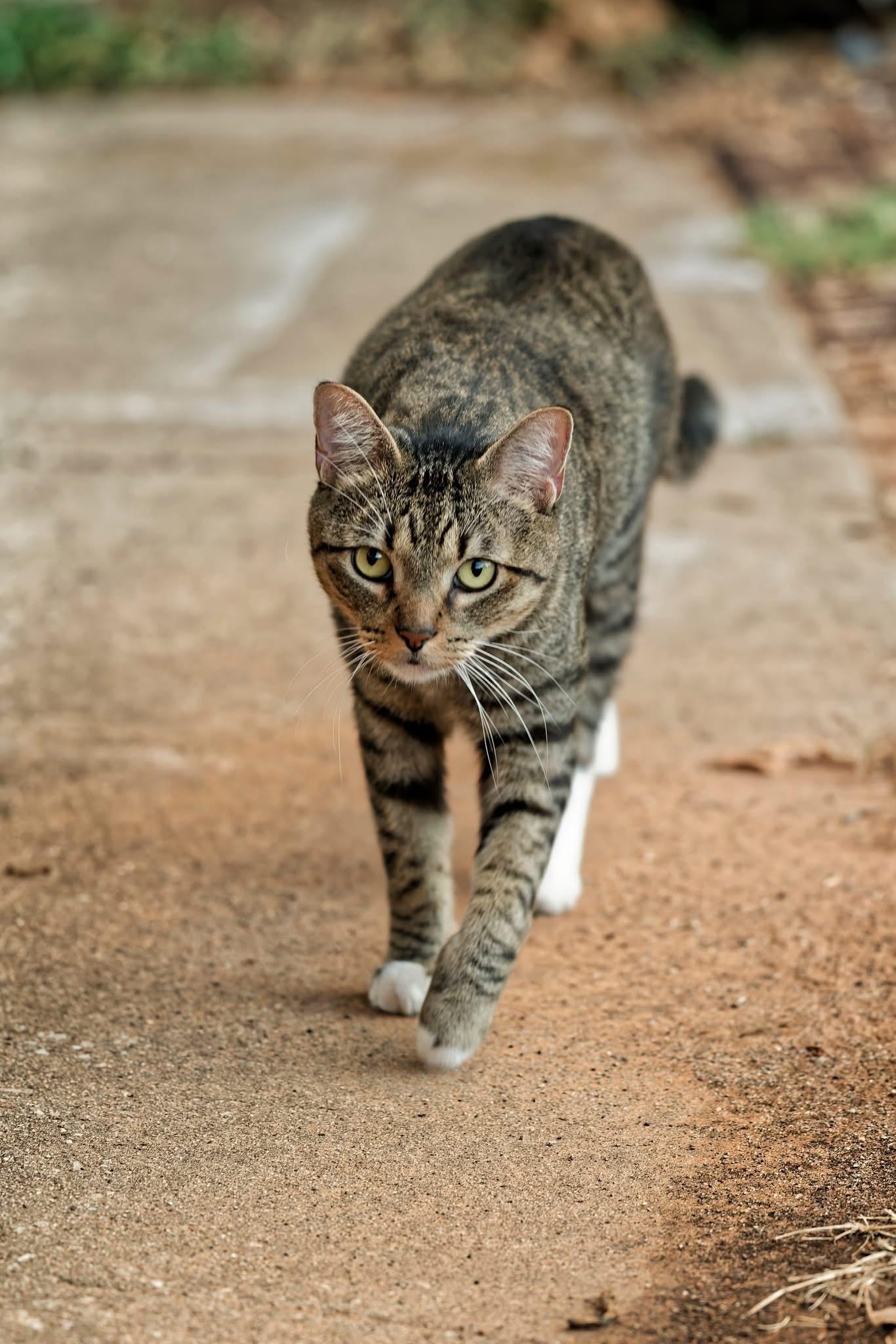 Enlarge Mr Biscuit, a Adoptable Domestic Short Hair in Tuttle, OK image 2/4