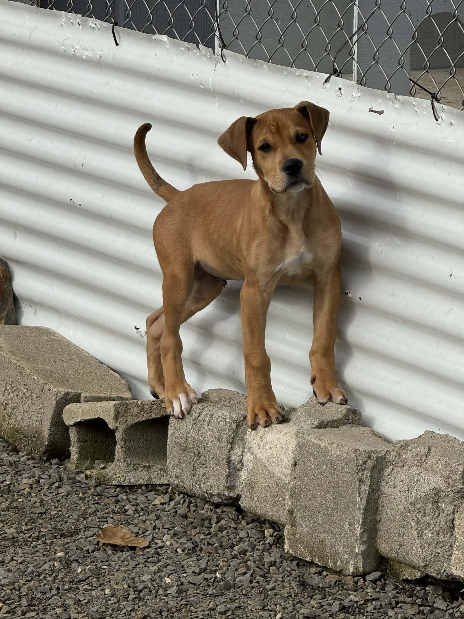 Toby, a ADOPTABLE mixed breed in St. Maries, ID image 1/5