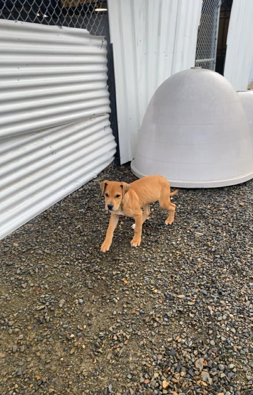 Toby, a ADOPTABLE mixed breed in St. Maries, ID image 5/5