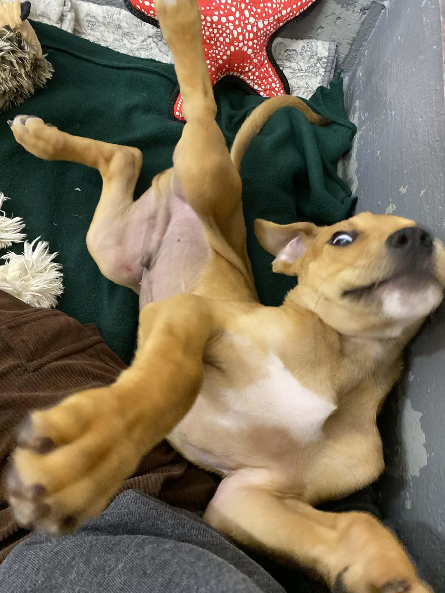 Toby, a ADOPTABLE mixed breed in St. Maries, ID image 3/5