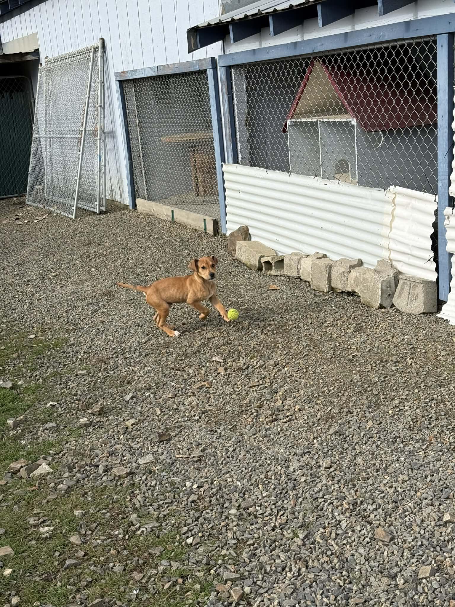 Toby, a ADOPTABLE mixed breed in St. Maries, ID image 2/5