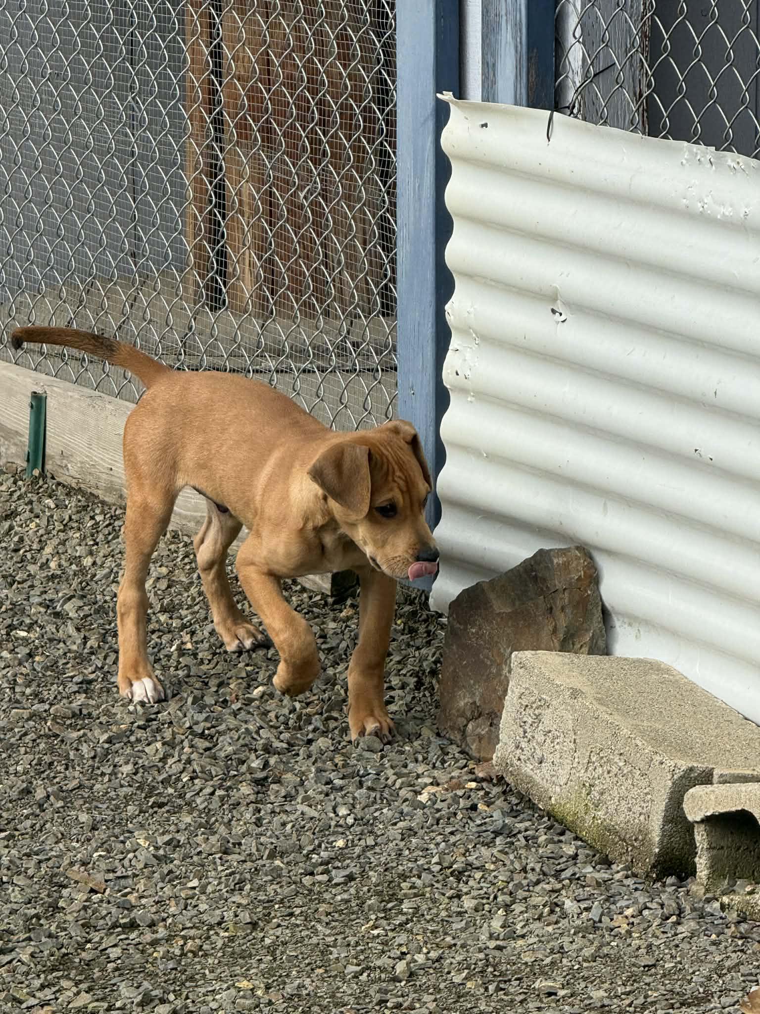 Toby, a ADOPTABLE mixed breed in St. Maries, ID image 4/5