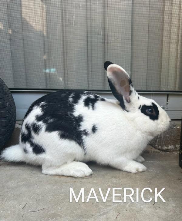 Maverick, Adult Male unknown