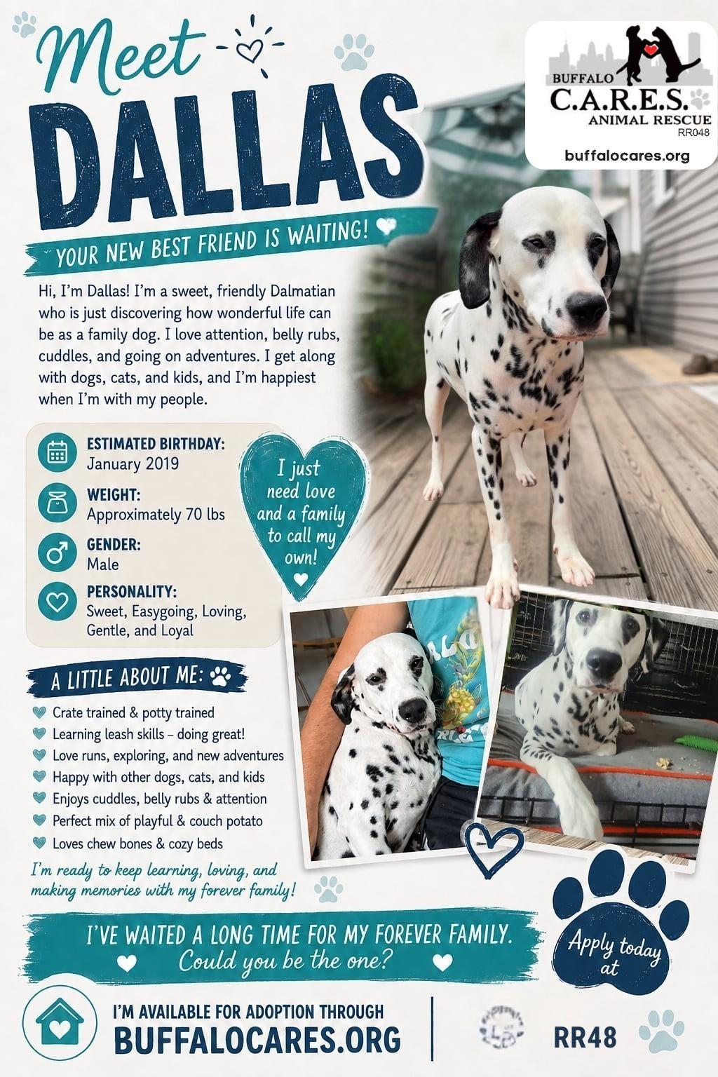 Enlarge Dallas, a Adoptable Dalmatian in Tonawanda, NY image 3/3