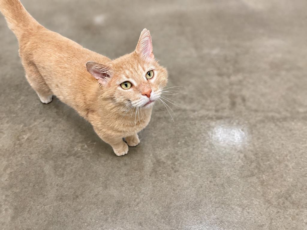 Julius, Adoptable, Adult Male Domestic Short Hair.