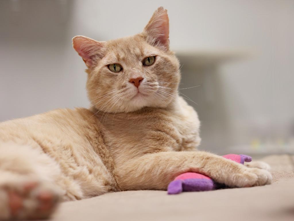 Enlarge Julius, a Adoptable mixed breed in Raleigh, NC image 3/3