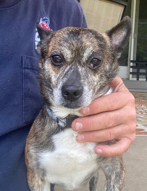 Vinny, a Adoptable mixed breed in Bridgeton, NJ image 2/3