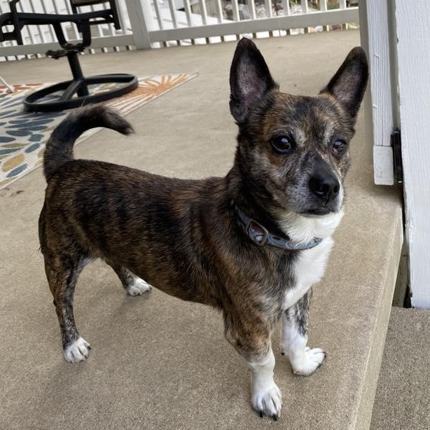 Vinny, Adoptable, Adult Male Mixed Breed.