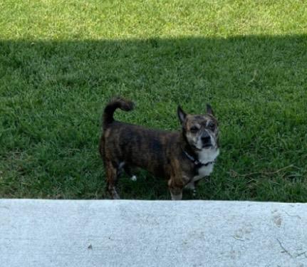 Vinny, a Adoptable mixed breed in Bridgeton, NJ image 3/3