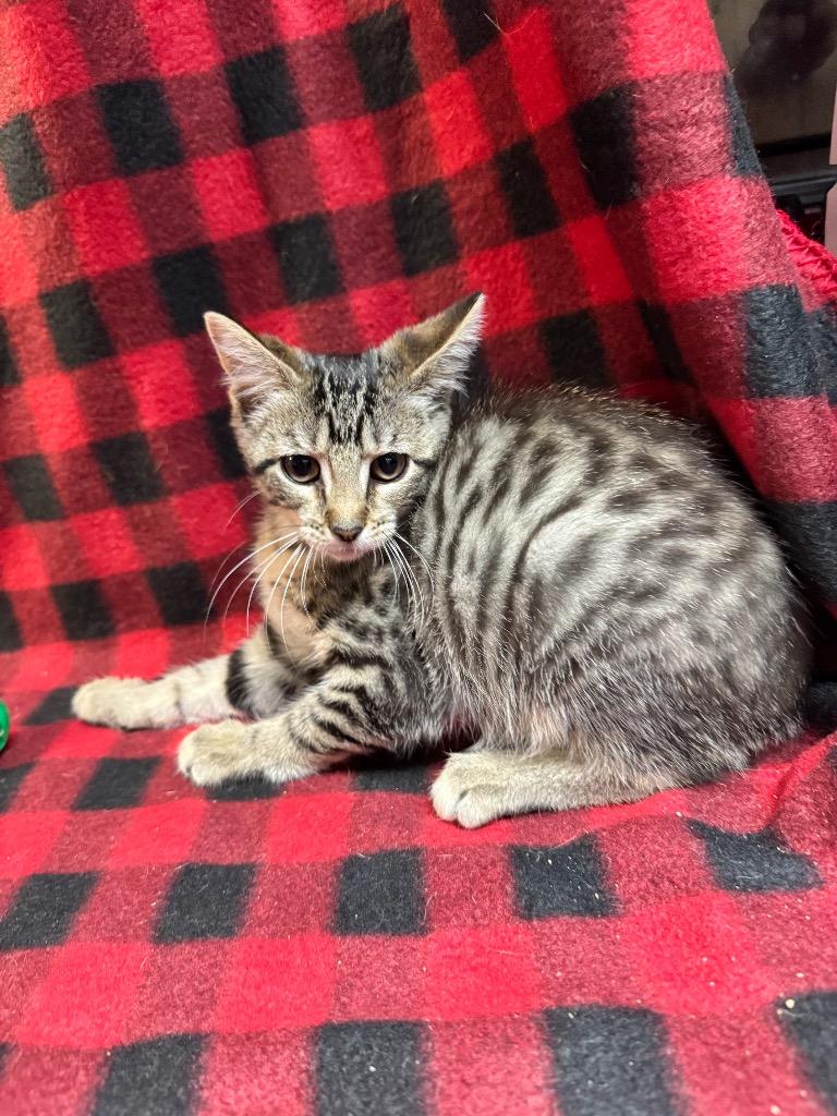 Haddock, Adoptable, Kitten Female Domestic Short Hair.