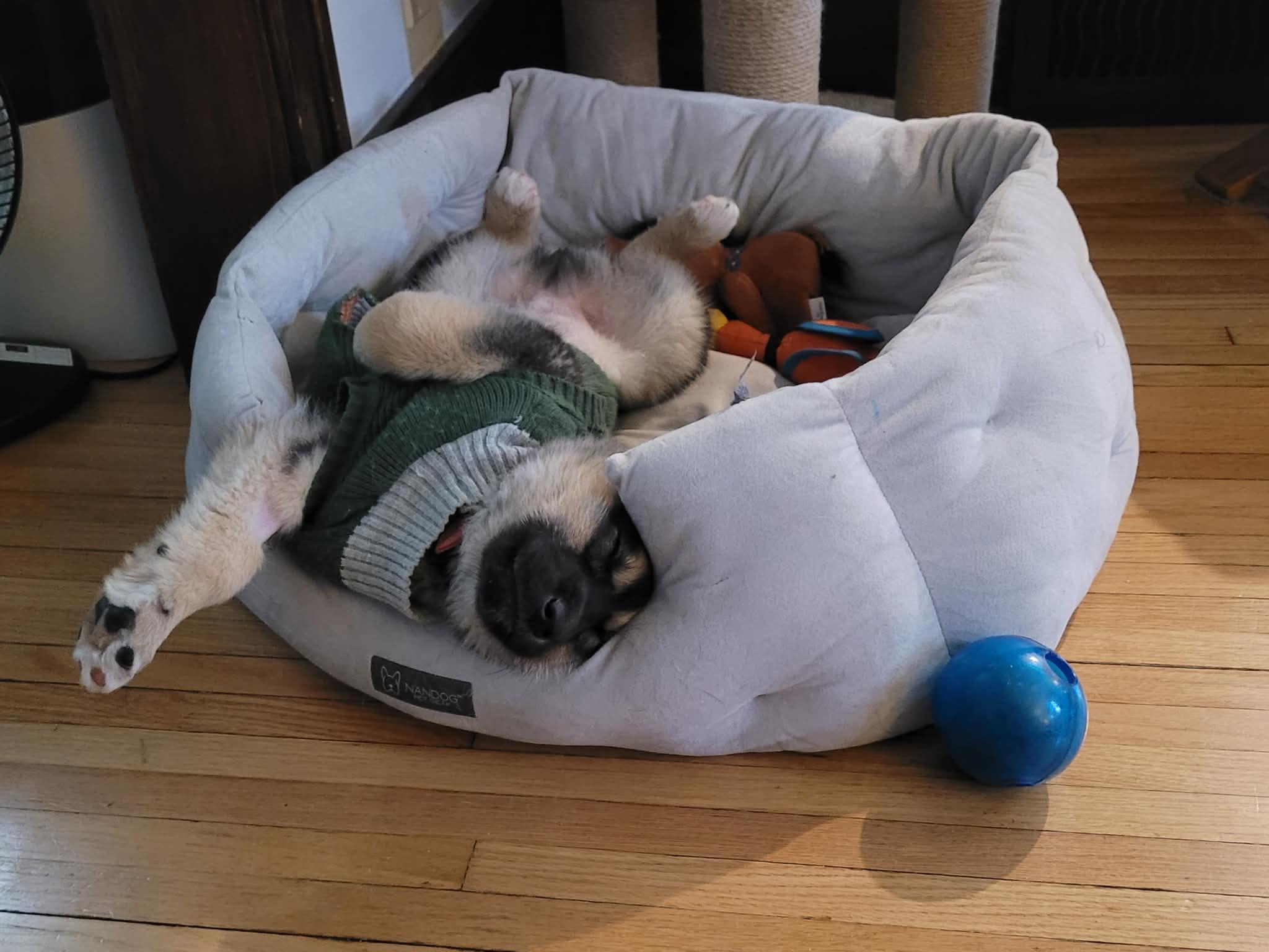 Flint, ADOPTABLE, Puppy Male Husky.