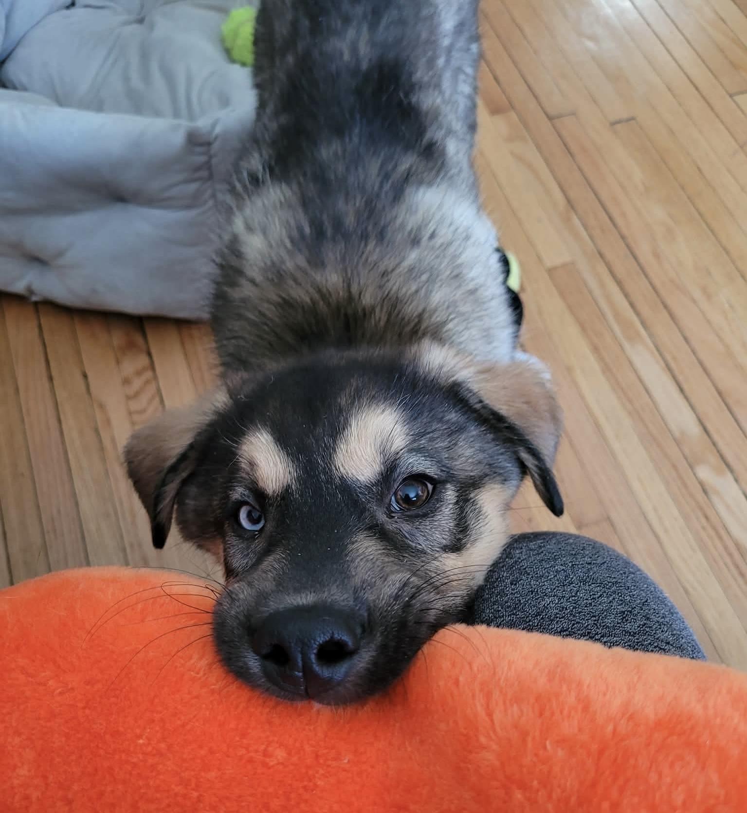 Enlarge Flint, a ADOPTABLE mixed breed in Winnipeg, MB image 2/6