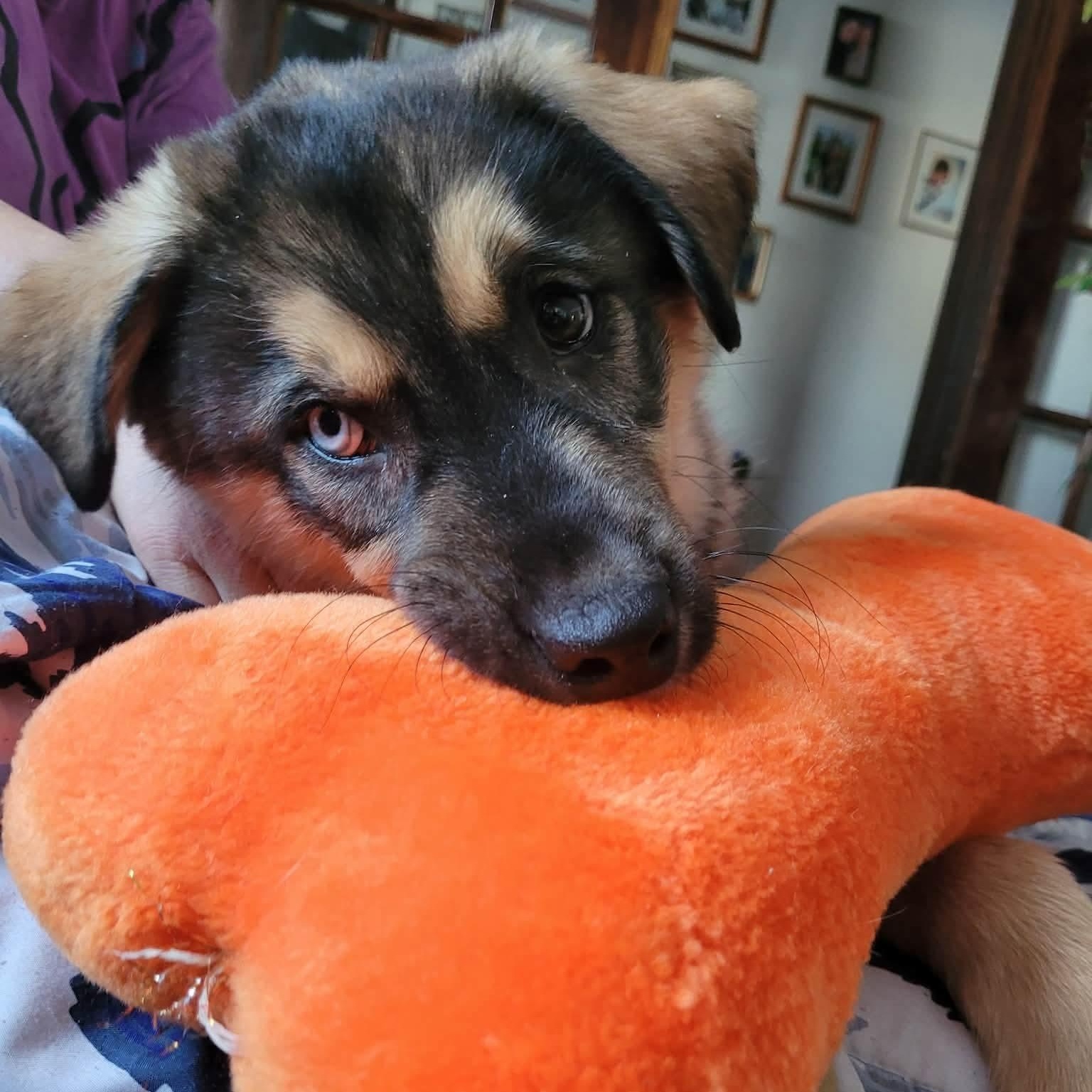 Enlarge Flint, a ADOPTABLE mixed breed in Winnipeg, MB image 3/6